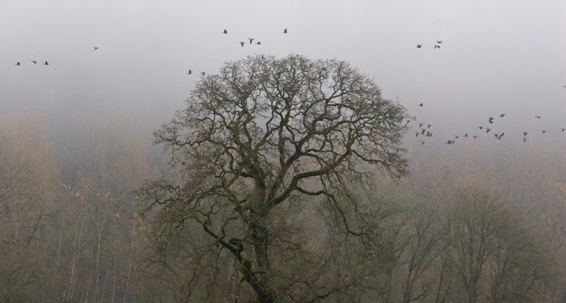 Birds In Flight Above Mist Shrouded Trees